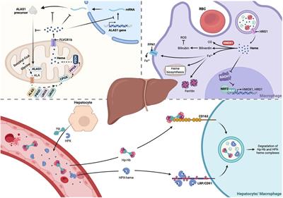 Heme (dys)homeostasis and liver disease